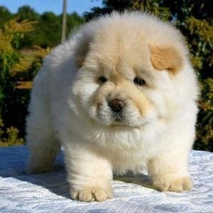 Meet your Posher, Bailey